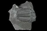 Elrathia Trilobite Fossil - Utah #139571-1
